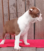 Frenchton Puppy For Sale Wooster OH Male-Max