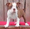 Frenchton Puppy For Sale Wooster OH Male-Max