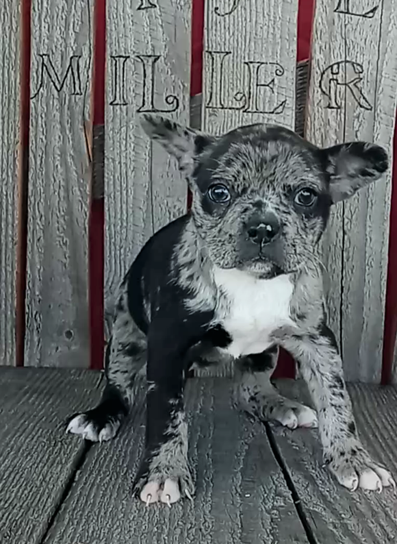 Blue Merle Frenchton For Sale Wooster OH -Female Paisley