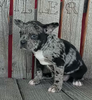 Blue Merle Frenchton For Sale Wooster OH -Female Paisley