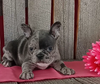 Blue Merle Frenchton For Sale Wooster OH -Female Macey