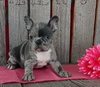 Blue Merle Frenchton For Sale Wooster OH -Female Macey