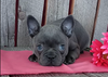 Frenchton For Sale Wooster OH-Female Izzy