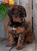Mini F1B Aussiedoodle For Sale Wooster OH -Female Hailey