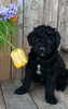 Mini F1B Aussiedoodle For Sale Wooster OH-Male Randy