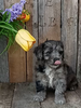 Mini F1B Aussiedoodle For Sale Wooster OH-Female Missy