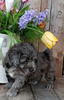 Mini F1B Aussiedoodle For Sale Wooster OH-Female Missy