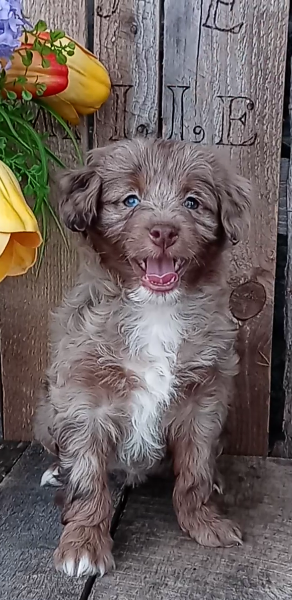 Mini F1B Aussiedoodle For Sale Wooster OH -Female Sandra