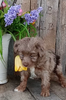 Mini F1B Aussiedoodle For Sale Wooster OH -Female Sandra