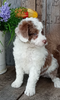 Mini F1B Aussiedoodle For Sale Wooster OH -Female Sadie