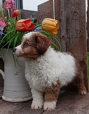 Mini F1B Aussiedoodle For Sale Wooster OH -Female Sammie