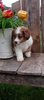 Mini F1B Aussiedoodle For Sale Wooster OH -Female Sammie