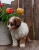 Mini F1B Aussiedoodle For Sale Wooster OH -Female Sammie