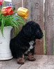 Mini F1B Aussiedoodle For Sale Wooster OH -Male Russell