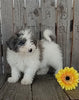 Mini F1B Aussiedoodle For Sake Wooster OH Male-Rex