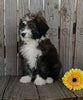 Mini F1B Aussiedoodle For Sale Wooster OH Male-Blaze