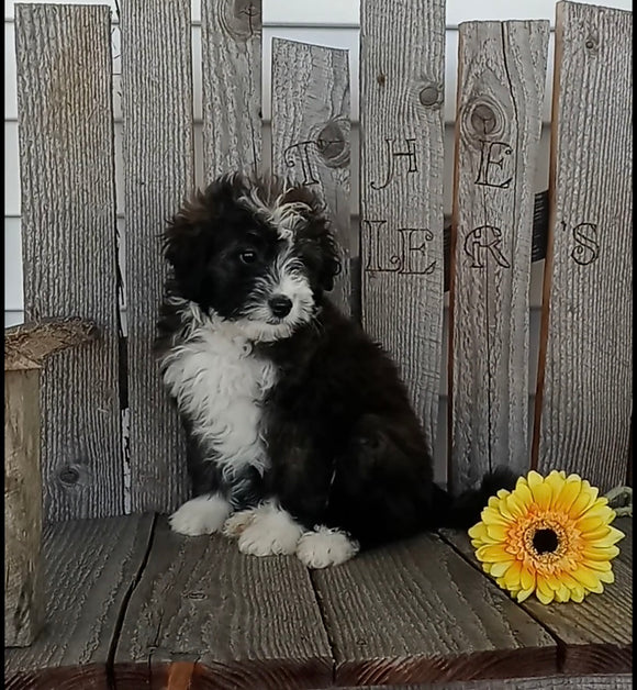 Mini F1B Aussiedoodle For Sale Wooster OH Male-Blaze