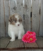 Mini F1B Aussiedoodle For Sale Wooster OH Male-Frankie