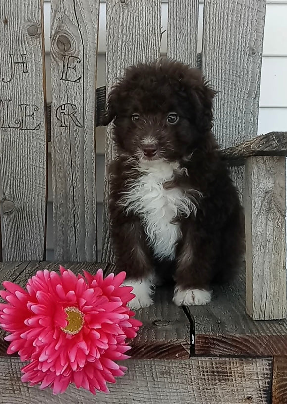 Mini F1B Aussiedoodle For Sale Wooster OH Female-Bella