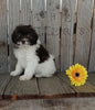 Mini F1B Aussiedoodle For Sale Wooster OH Male-Jaxon