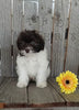 Mini F1B Aussiedoodle For Sale Wooster OH Male-Jaxon