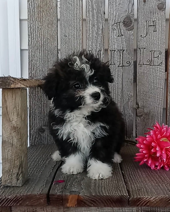 Mini F1B Aussiedoodle For Sale Wooster OH Female-Fluffy