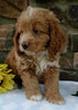 Cockapoo For Sale Wooster OH Male-Barry