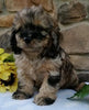 Cockapoo For Sale Wooster OH Male-Leo