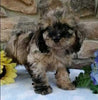 Cockapoo For Sale Wooster OH Male-Leo
