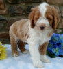 Cockapoo For Sale Wooster OH Male-Dan