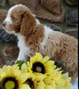 Cockapoo For Sale Wooster OH Male-Dan