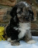 Cockapoo For Sale Wooster OH Male-Shawn
