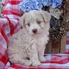 Mini F1B Aussiedoodle For Sale Wooster OH Male-Donald