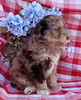 Mini F1B Aussiedoodle For Sale Wooster OH Male-Denver