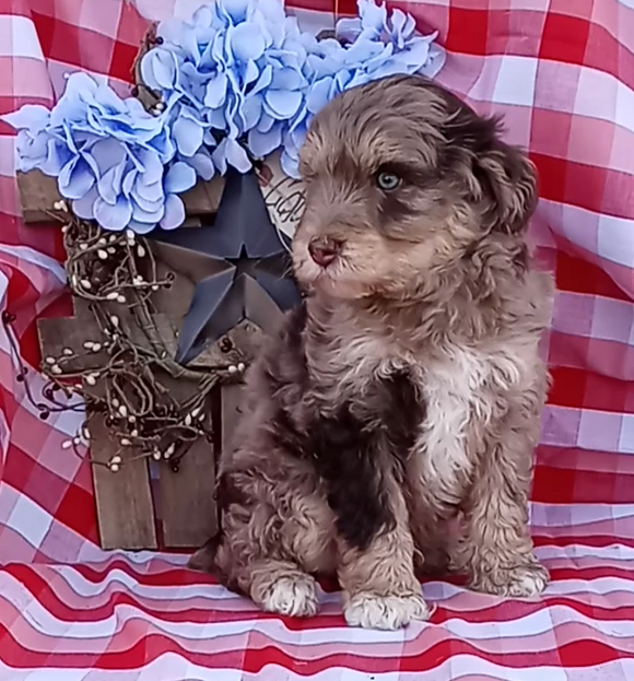 Mini F1B Aussiedoodle For Sale Wooster OH Male-Denver