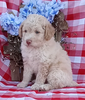 Mini F1B Aussiedoodle For Sale Wooster OH Male-Domino