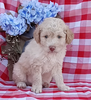 Mini F1B Aussiedoodle For Sale Wooster OH Male-Domino