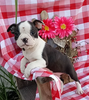AKC Registered Boston Terrier For Sale Wooster OH Female-Lexy