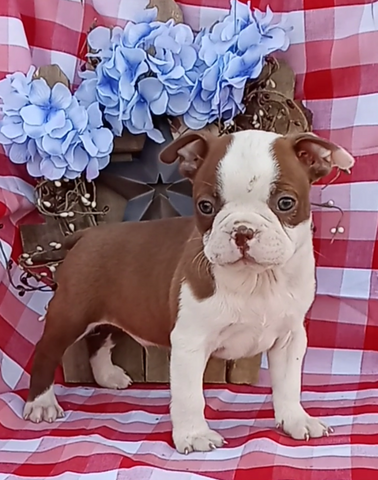 AKC Registered Boston Terrier For Sale Wooster OH Male-Russell