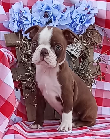 AKC Registered Boston Terrier For Sale Wooster OH Male- Rock