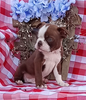 AKC Registered Boston Terrier For Sale Wooster OH Male- Rock