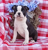 AKC Registered Boston Terrier For Sale Wooster OH Male-Rex