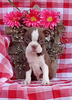 AKC Registered Boston Terrier For Sale Wooster OH Female-Lacy
