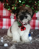 Teddy Bear For Sale Wooster OH Female-Linda