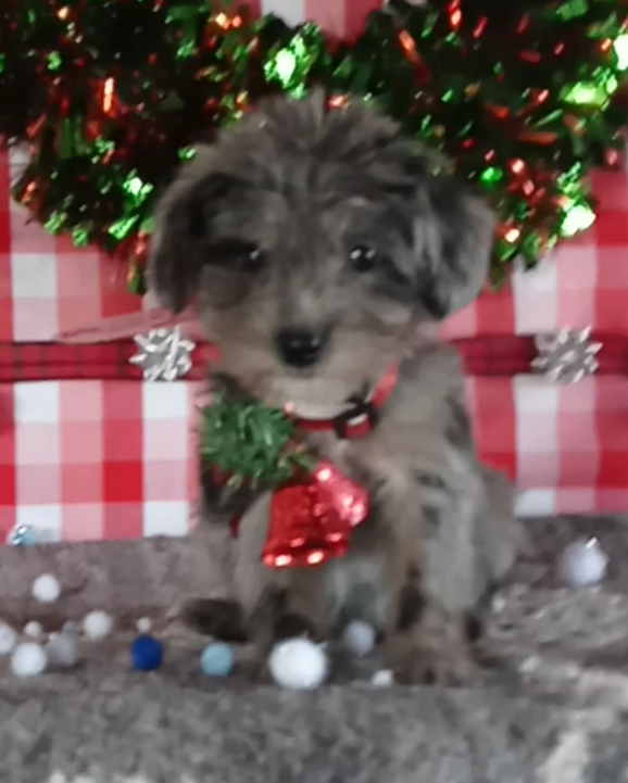 Jackapoo For Sale Wooster OH Female-Lucinda