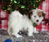 Teddy Bear For Sale Wooster OH Female-Kendra