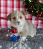 Pembroke Welsh Corgi For Sale wooster OH Male-Mikey
