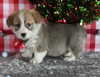 Pembroke Welsh Corgi For Sale Wooster OH Male-Mitchell