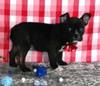 Frenchton For Sale Wooster OH Male-Anthony