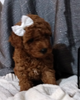 ICA Registered Mini Poodle Dundee OH Female-Noel
